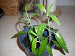 کالانکوئه دایگریمونتیا